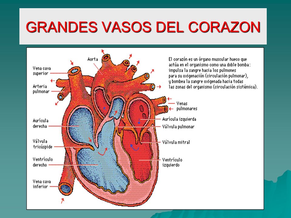 las venas son vasos que llegan al corazón